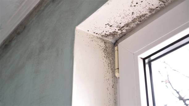 Best Insurance-Related Mold Remediation in Pelham, GA