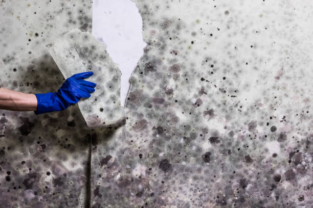 Best Black Mold Remediation in Pelham, GA