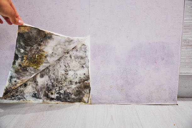 Best Basement Mold Remediation in Pelham, GA